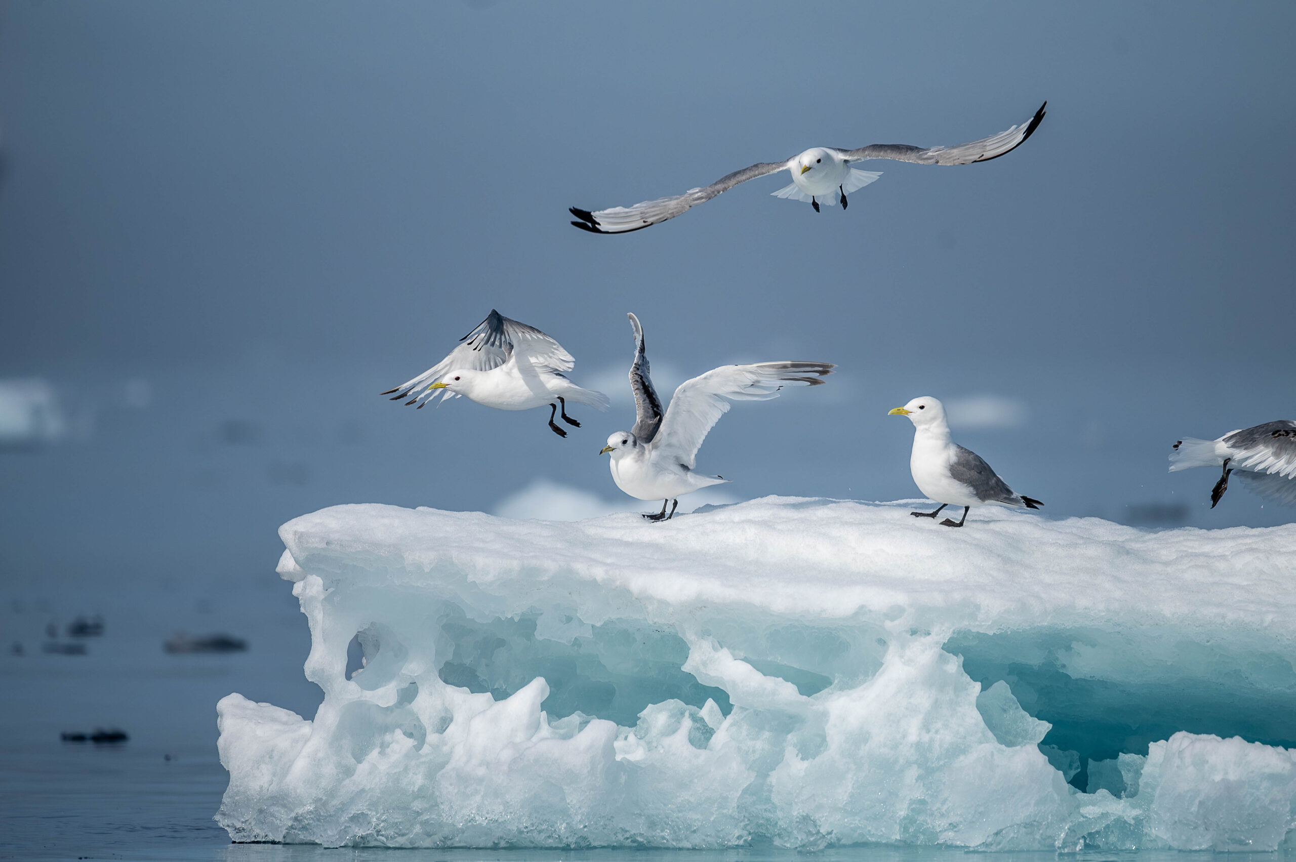 Iceland to Greenland: In the Wake of the Vikings
