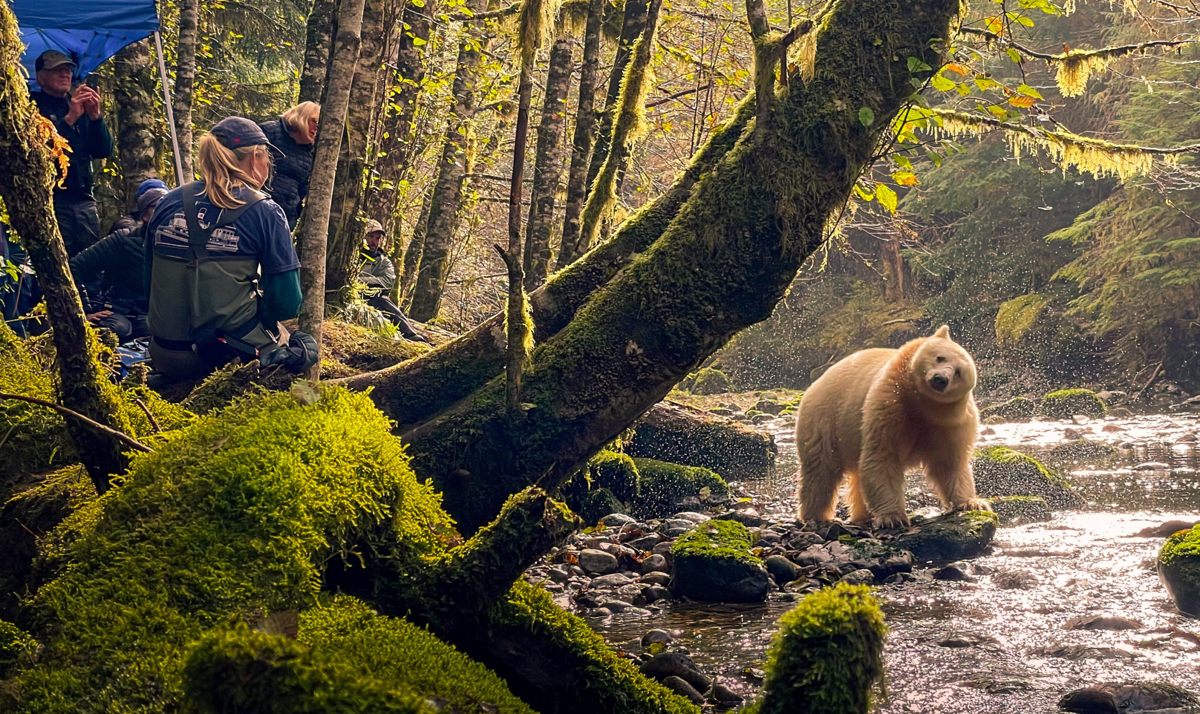 Great Bear Rainforest